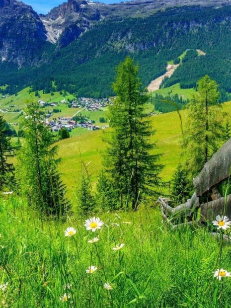 Green meadow with wildflowers and tall pine trees in spring mountain landscape