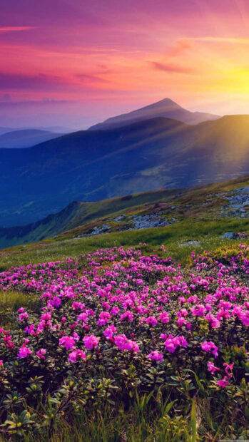 Vibrant mountain scene during sunset featuring rolling hills, distant peaks, and a foreground of pink and purple wildflowers under a sky painted with warm hues of orange, pink, and purple.