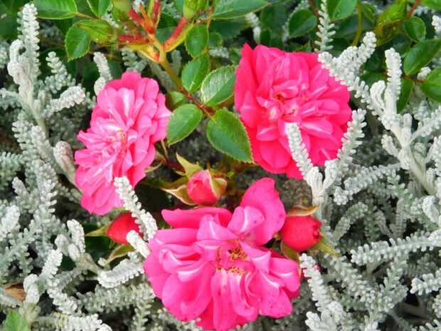 Bright pink rose flowers blooming among silver foliage in spring garden