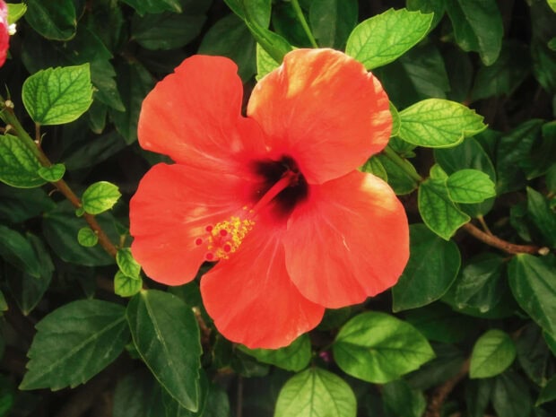 Bright red hibiscus flower blooming among green leaves in spring sunlight