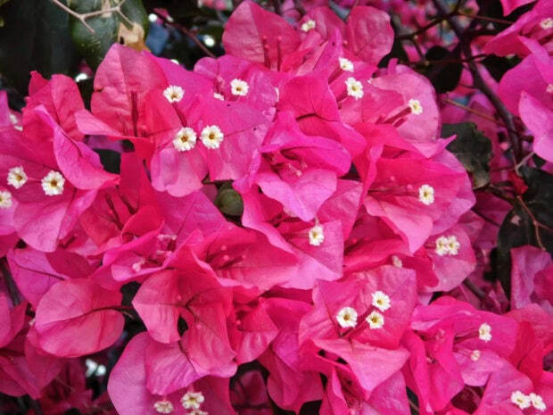 Close up of vibrant spring flowers blooming in pink colors