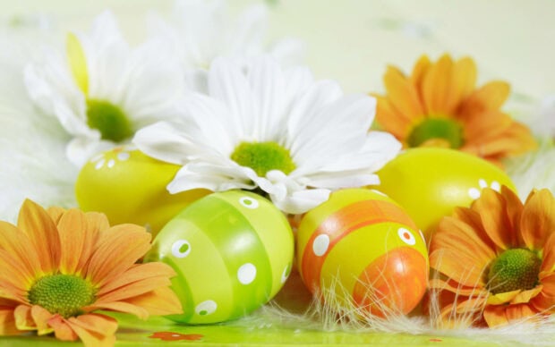 Colorful spring eggs and daisies laying on soft white feathers surrounded by flowers