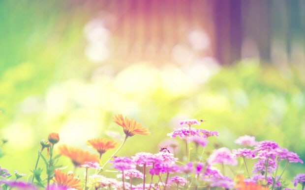 Vibrant spring flowers bloom in a sunny garden filled with colorful blooms