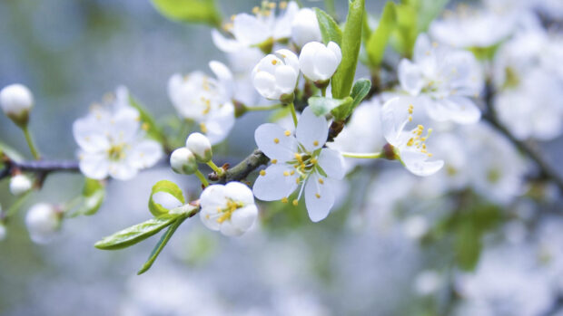 White cherry blossoms bloom in spring branch with fresh green leaves