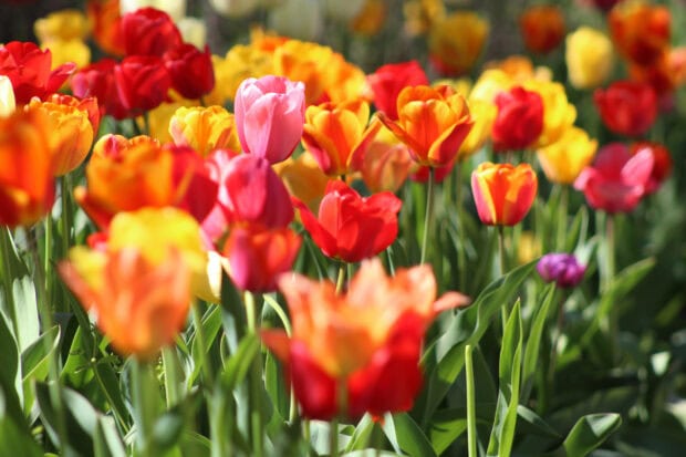 Colorful tulips blooming in a spring garden with vibrant flowers and green leaves