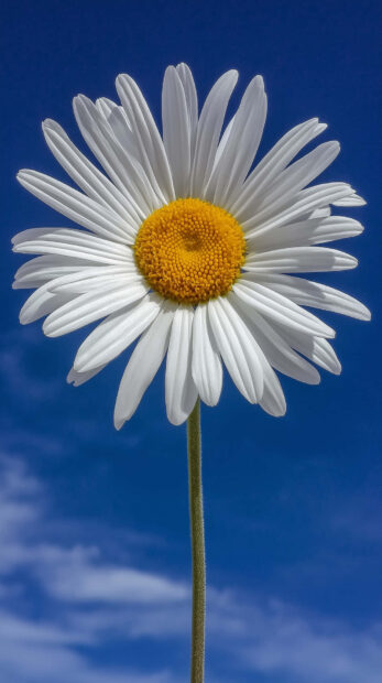 A close up of spring daisy flower blooming under a clear blue sky