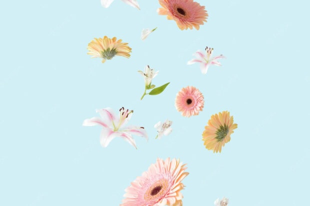 Delicate spring flowers with lilies and gerbera floating on a blue background