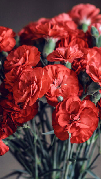 Close up of red carnation flowers in spring bouquet