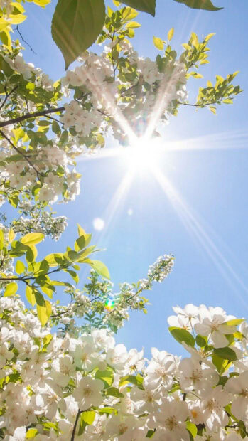 White spring blossoms with green leaves under bright sunlight