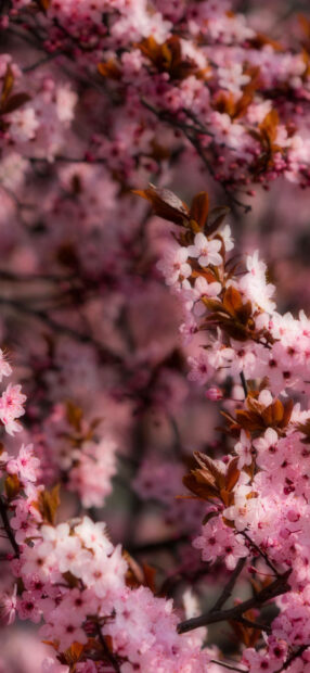Pink cherry blossoms blooming on tree branches in spring season