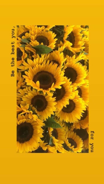 Bright sunflower bouquet with green leaves in spring season