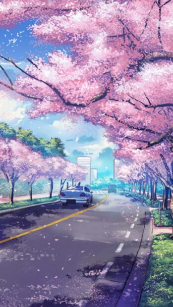 Cherry blossom trees along a city street in spring season