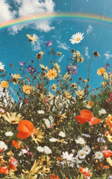 Colorful spring flowers blooming under a blue sky with a rainbow in the background