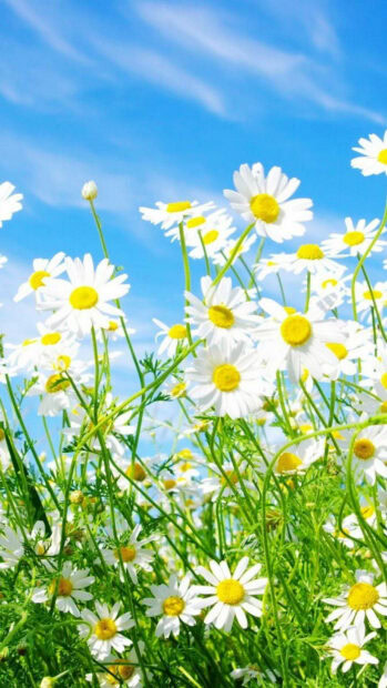 White daisies blooming in a spring field under a clear blue sky with fresh greenery