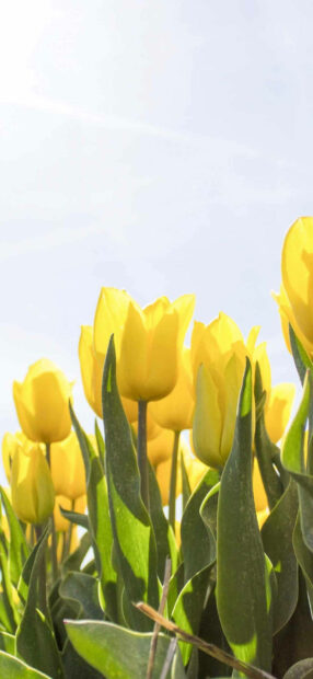 Yellow tulip flowers blooming under clear sky in springtime