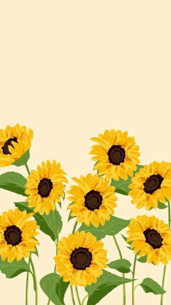 Bright sunflower field in spring with green leaves and yellow petals