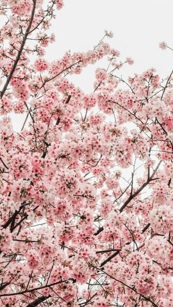 Cherry blossom tree full of pink spring blooms against white sky