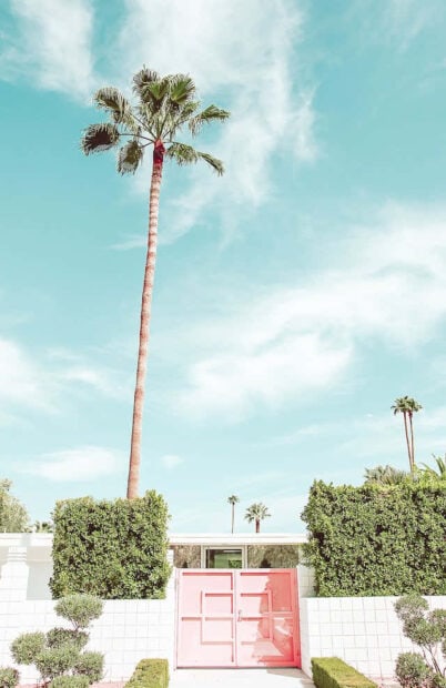 Tall palm tree standing above a pink gate and green bushes under a bright spring sky