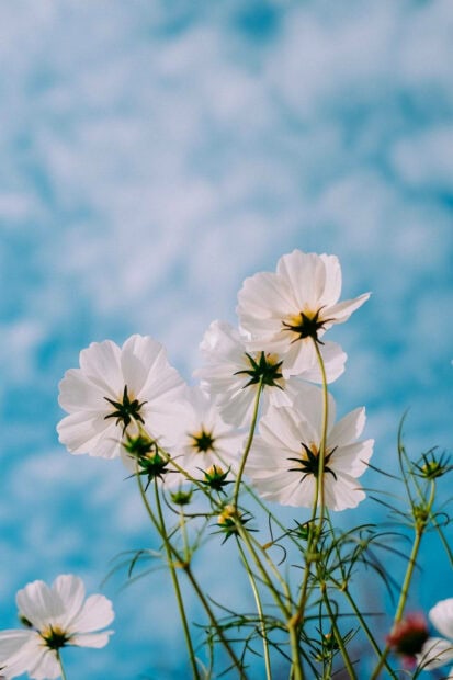 White cosmos flowers bloom under clear blue sky in spring