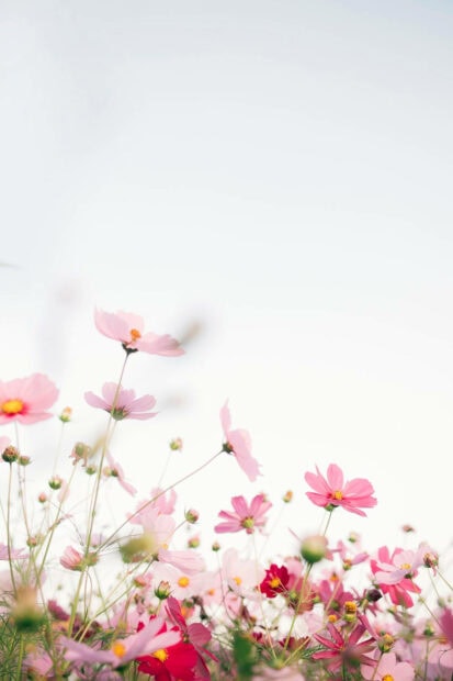 Pink cosmos flowers blooming in springtime field under bright sky