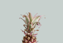 A close up of pineapple leaves with summer aesthetic colors on a plain background