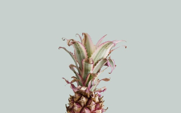 A close up of pineapple leaves with summer aesthetic colors on a plain background