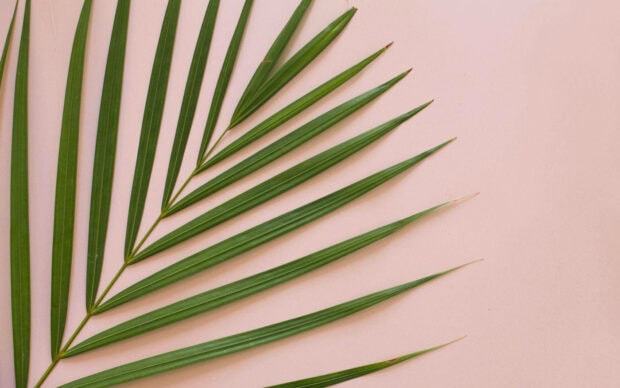 Green palm leaf aesthetic on pastel pink surface summer aesthetic