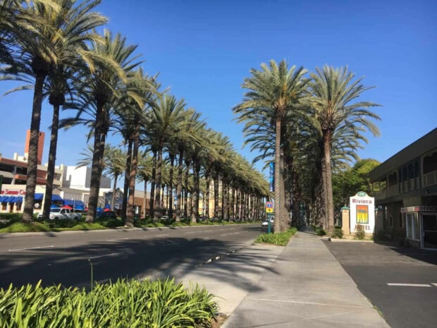 Palm trees lining a sunny street under a clear blue sky in summer aesthetic