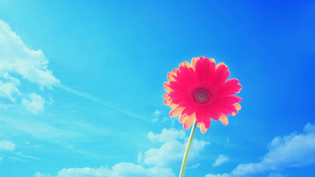 A bright pink flower under a clear blue sky with soft clouds in summer