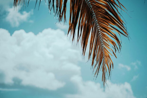 Dry palm leaves against blue sky with clouds summer aesthetic