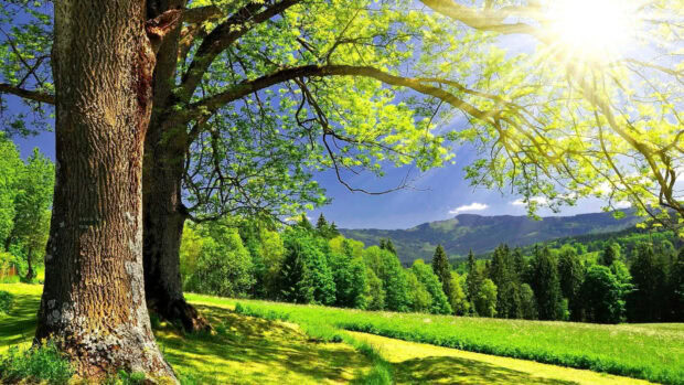 Large tree with green leaves in bright summer landscape