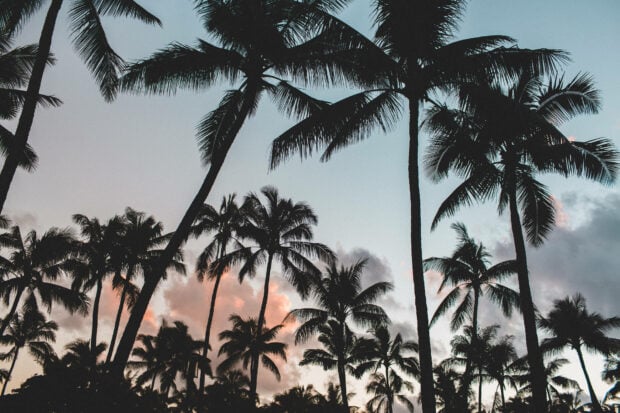 Silhouettes of palm trees under a soft summer sky with clouds at sunset