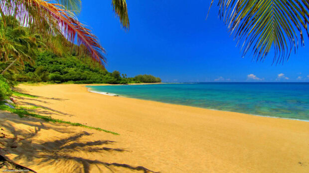 Tropical beach with golden sand and lush greenery under clear blue sky