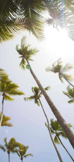 Tall palm trees reaching into the blue summer sky