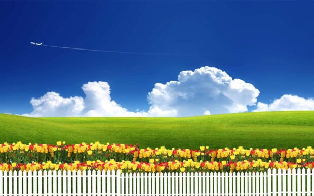 A field of colorful summer flowers with a white fence under a bright blue sky