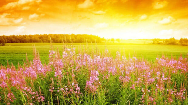 Pink summer flowers blooming in a green field under a bright yellow sky