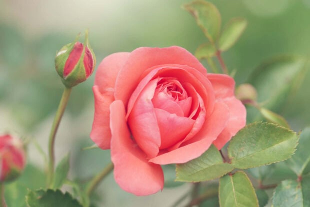 A blooming summer flowers rose surrounded by green leaves in soft natural light