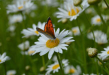 A bright butterfly resting on summer flowers in a green field