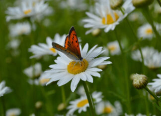 A bright butterfly resting on summer flowers in a green field