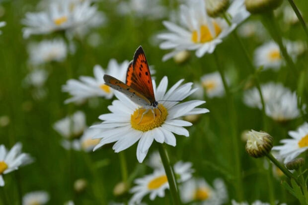 A bright butterfly resting on summer flowers in a green field