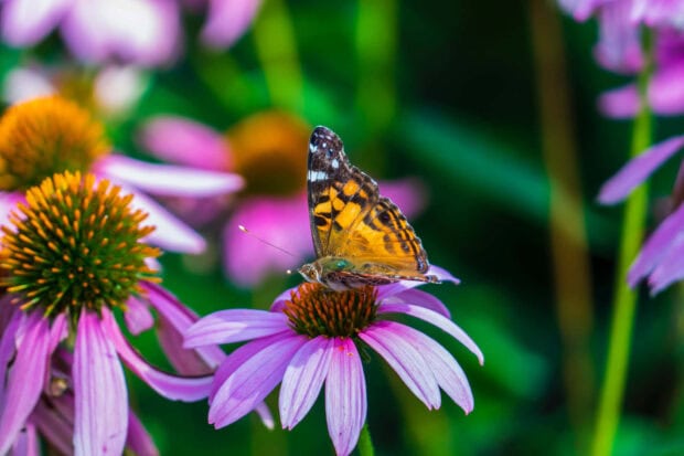 A butterfly resting on vibrant summer flowers with purple petals in a garden setting