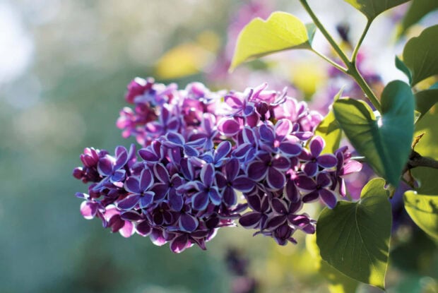 A close up of summer flowers blooming with bright green leaves in sunlight