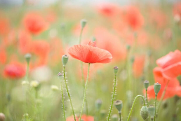 A close up of summer flowers in a bright green field with soft orange petals blooming