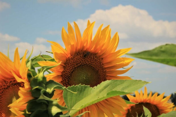 A close-up view of summer flowers showing bright sunflower petals and green leaves under a blue sky