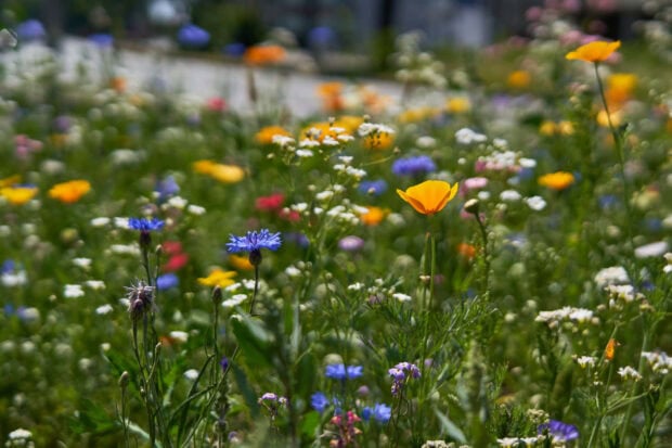 A colorful summer flowers field featuring blue and yellow blossoms in full bloom