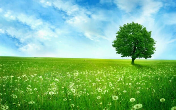 A green field of summer flowers with a lone tree under a bright blue sky