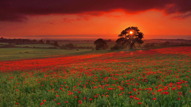 A summer flowers field with vibrant red blooms under a sunset sky