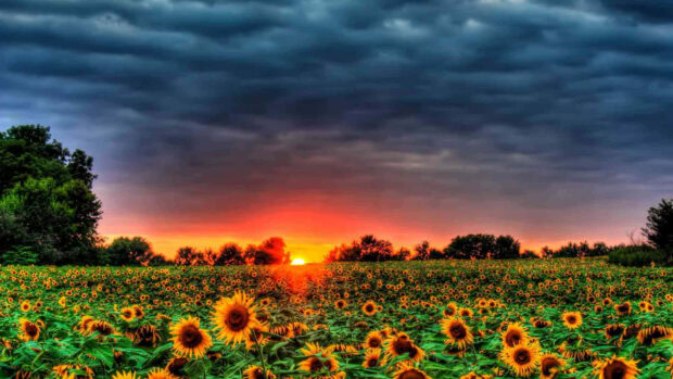 A vast field of summer flowers under a dramatic sky during sunset