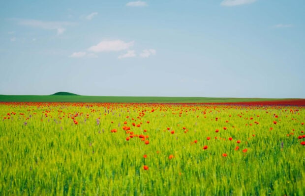 A vibrant field of summer flowers blooming under a clear blue sky