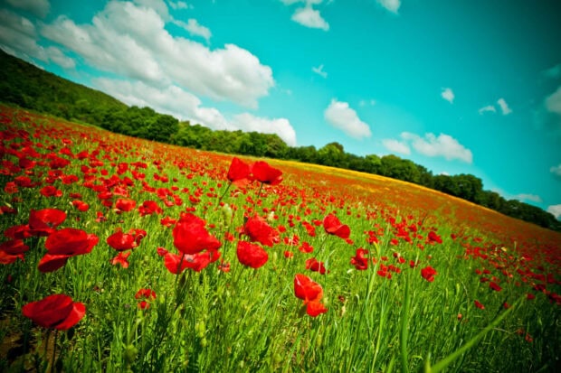 A vibrant field of summer flowers under a bright blue sky with white clouds